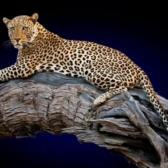Leopard Lookout