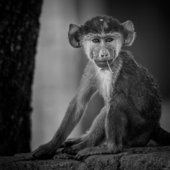 Young Baboon in Monochrome