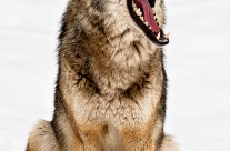 Bored Coyote