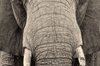 Bull Elephant with Broken Tusk
