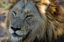 Alpha Male 1