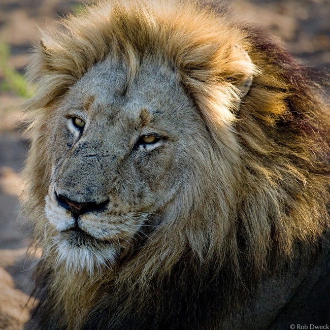 Alpha Male 1