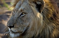 Alpha Male 2