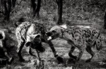 Hyena Fight