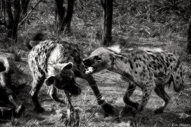 Hyena Fight