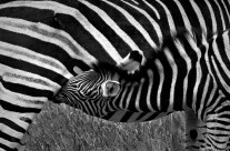 Stripes