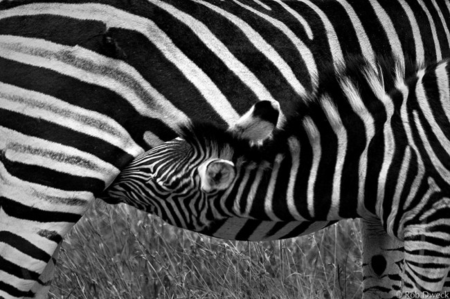 Stripes