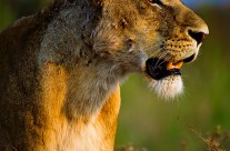 Lioness