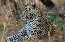 Leopard at Rest