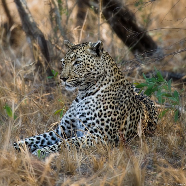 Leopard at Rest