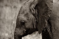 Young Elephant Profile