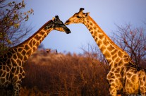 The Kiss
