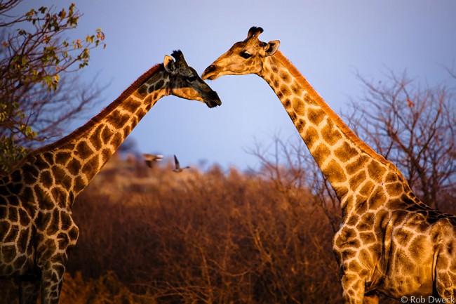 The Kiss