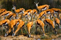 Impala Grazing