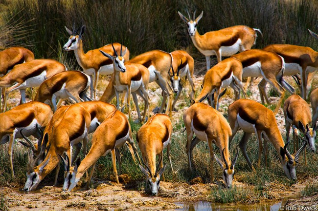 Impala Grazing