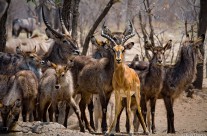 Antelope on High Alert
