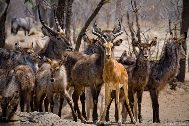 Antelope on High Alert