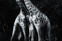 Giraffe Dance 1