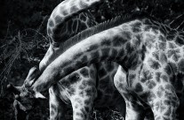 Giraffe Dance 2
