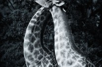 Giraffe Dance 3