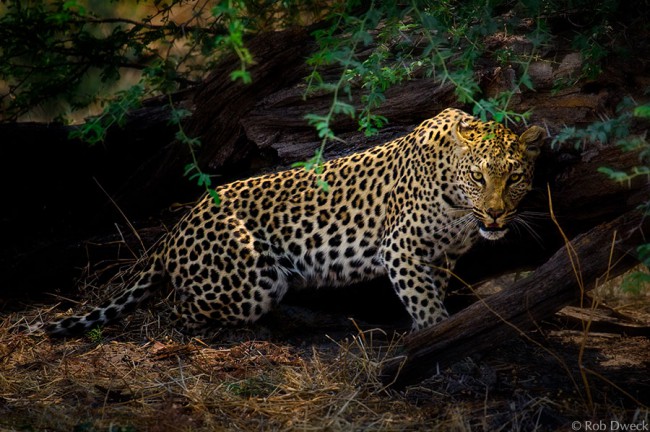 Leopard Under Cover
