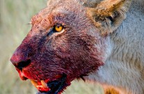 After the Kill