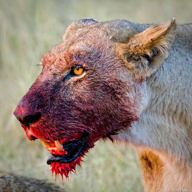 After the Kill