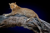 Leopard Lookout 1