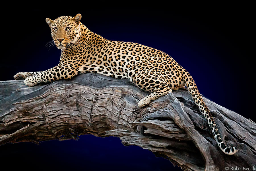 Leopard Lookout 1