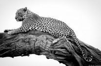 Leopard Lookout 2
