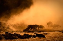 Migration 1