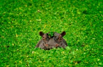 Hippo in a Bonnet