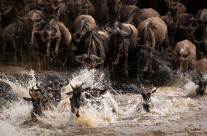 Migration 2