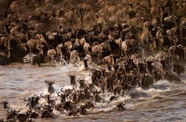Migration 3