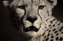 Cheetah Noir