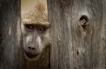 Baboon in Fence