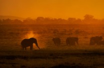 Elephant Dusting in Golden Light