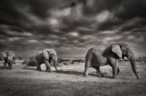 March of the Elephants
