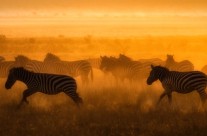 Dawn of the Zebras