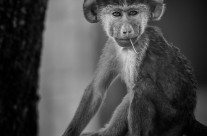 Young Baboon in Monochrome