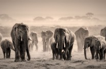 The Herd