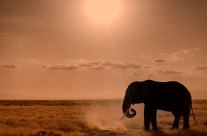 Elephant Sun