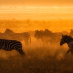 Dawn of the Zebras